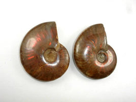 Ammonite Opalized Fossil Whole Shell, 1 piece-RainbowBeads