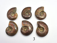 Ammonite Opalized Fossil Whole Shell, 1 piece-RainbowBeads