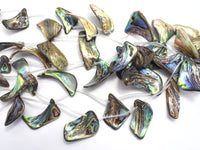 Abalone (18-25)x(28-35)mm Free Form Beads, Side Drilled, 14 Inch-RainbowBeads